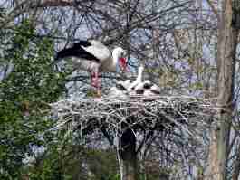 Salvaiciclisti Bologna
